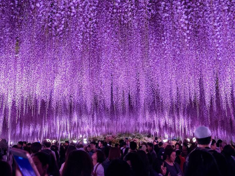 Wisteria at Ashikaga Flower Park