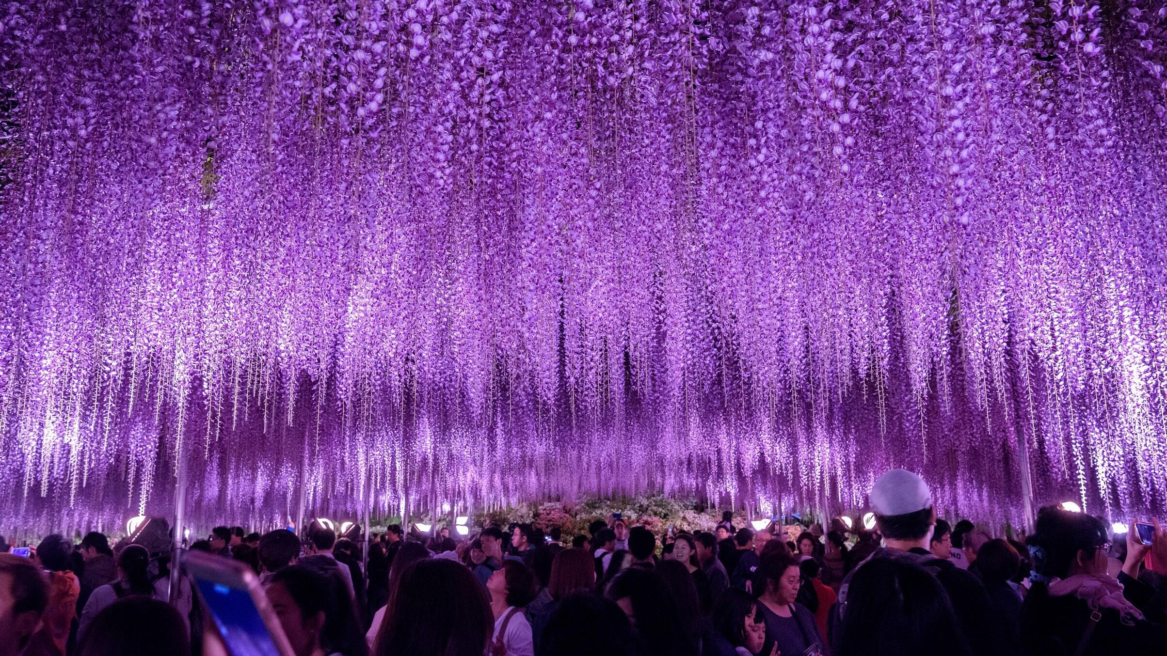 Ashikaga Flower Park has one of Japan's most impressive wisteria festivals