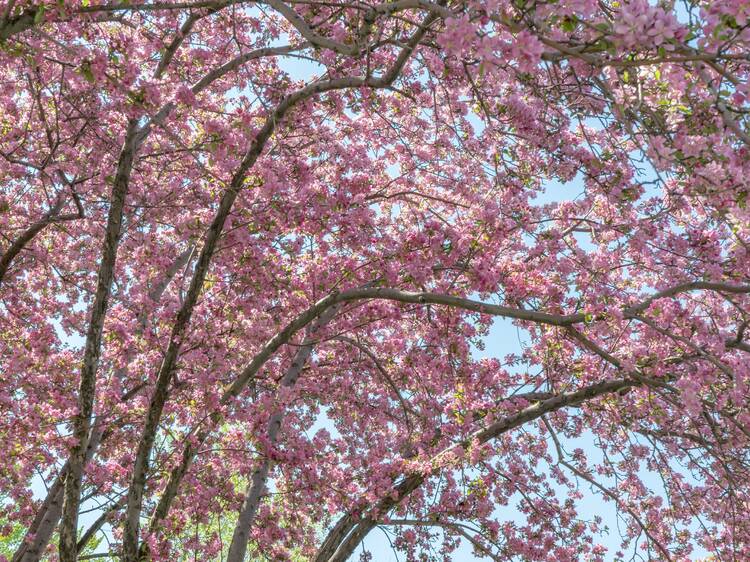 Cherry Walk is reopening this weekend: what you should know Cherry Walk is reopening this weekend: what you should know