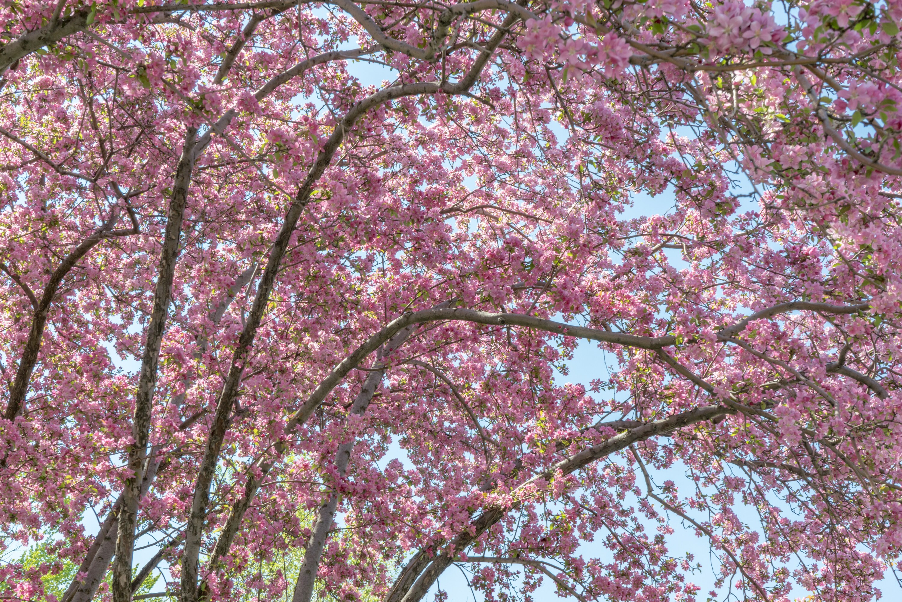 Cherry blossoms