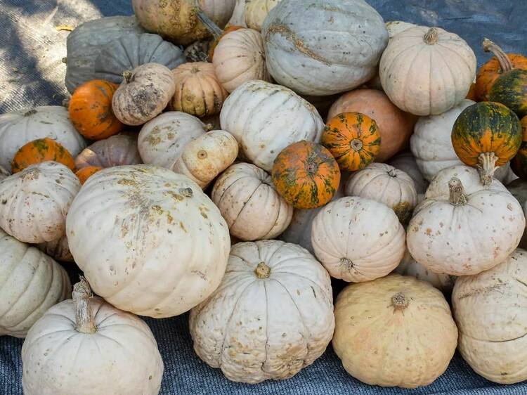 Feria de Agronomía