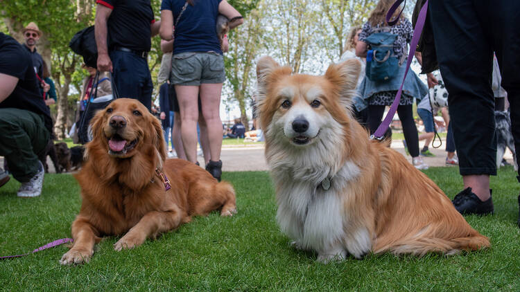 two dogs on green field 