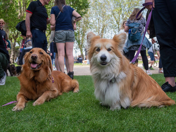 Greenwich Dog Show