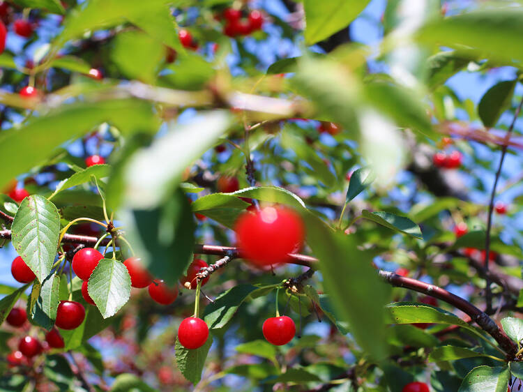 Indulge in all things cherry in Traverse City, Michigan