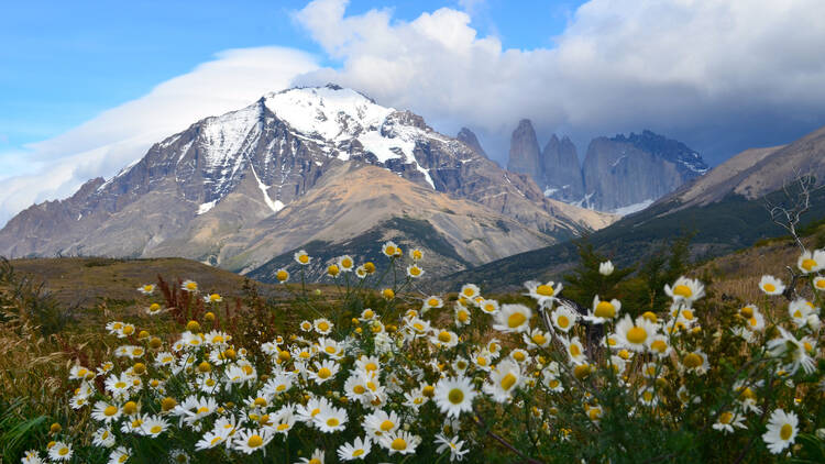 White daisy and blue massif, Torres del Paine