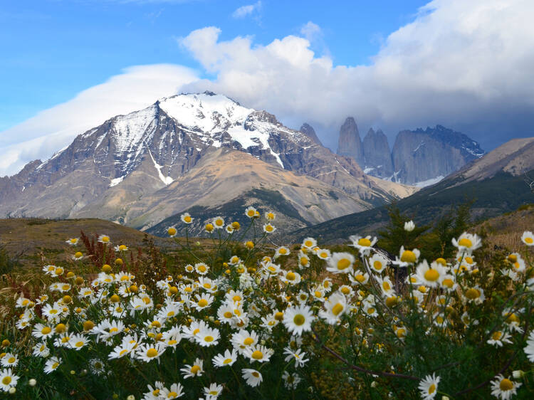 It’s official: this is the world’s most beautiful flower field