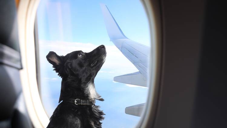 Dog on an airplane