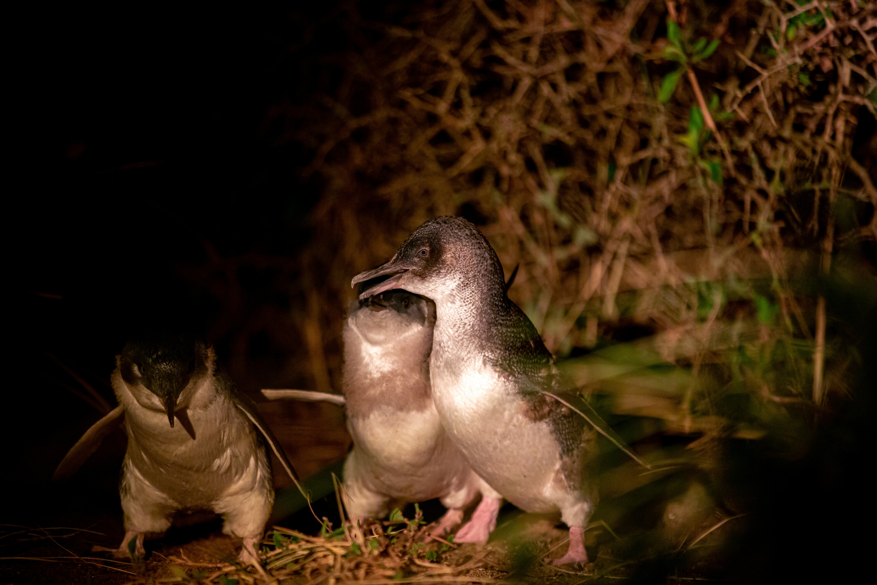 low head penguin tours