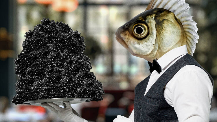 A giant fish holding caviar