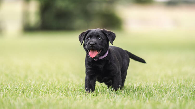 A black labrador puppy running on grass.