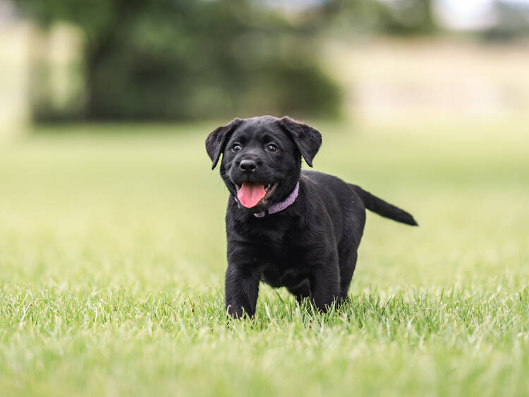 Guide Dogs Café pop-up