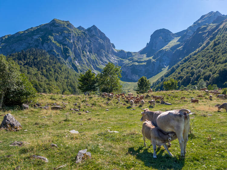 Be a shepherd for a week in the Pyrenees