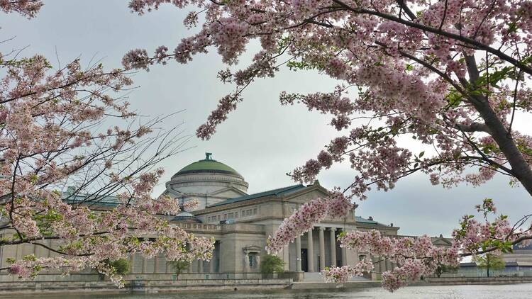 cherry blossoms with a museum in the background