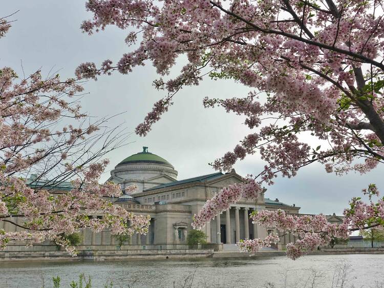 Cherry blossoms in Jackson Park will not bloom for the second year in a row