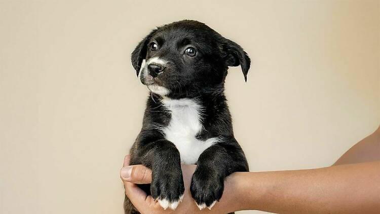 Cachorrita estará en Feria de Adopción de perros en CDMX