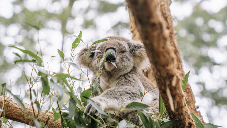 Give back with a visit to the koala hospital