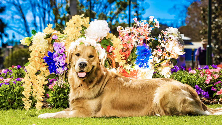 Toowoomba Carnival of Flowers dog posing