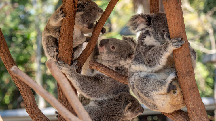 Hold a koala at Lone Pine Koala Sanctuary