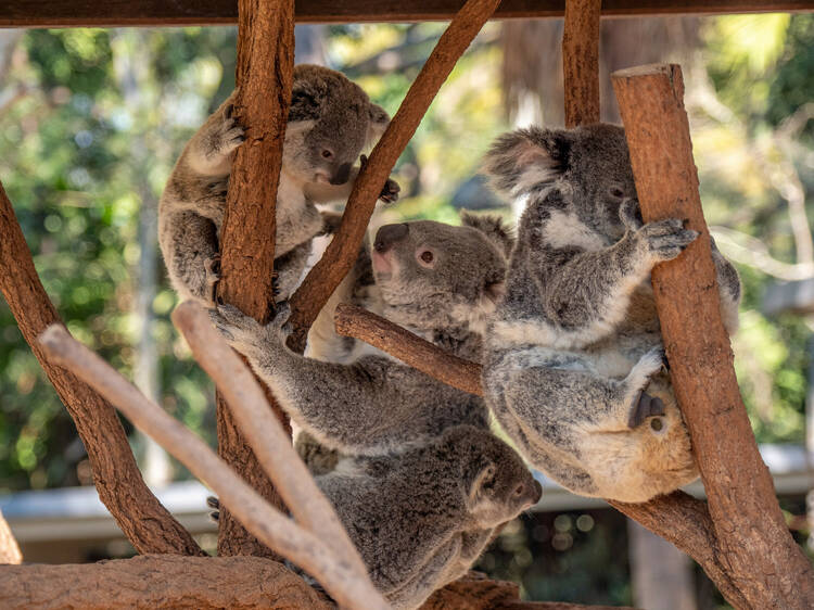 Hold a koala at Lone Pine Koala Sanctuary