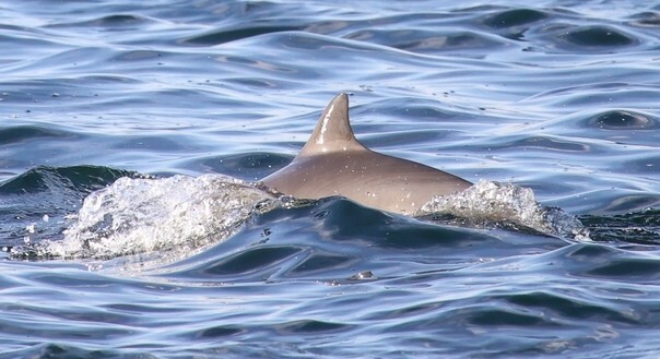 Dolphins Have Been Spotted In the River Thames in West London: Watch Video