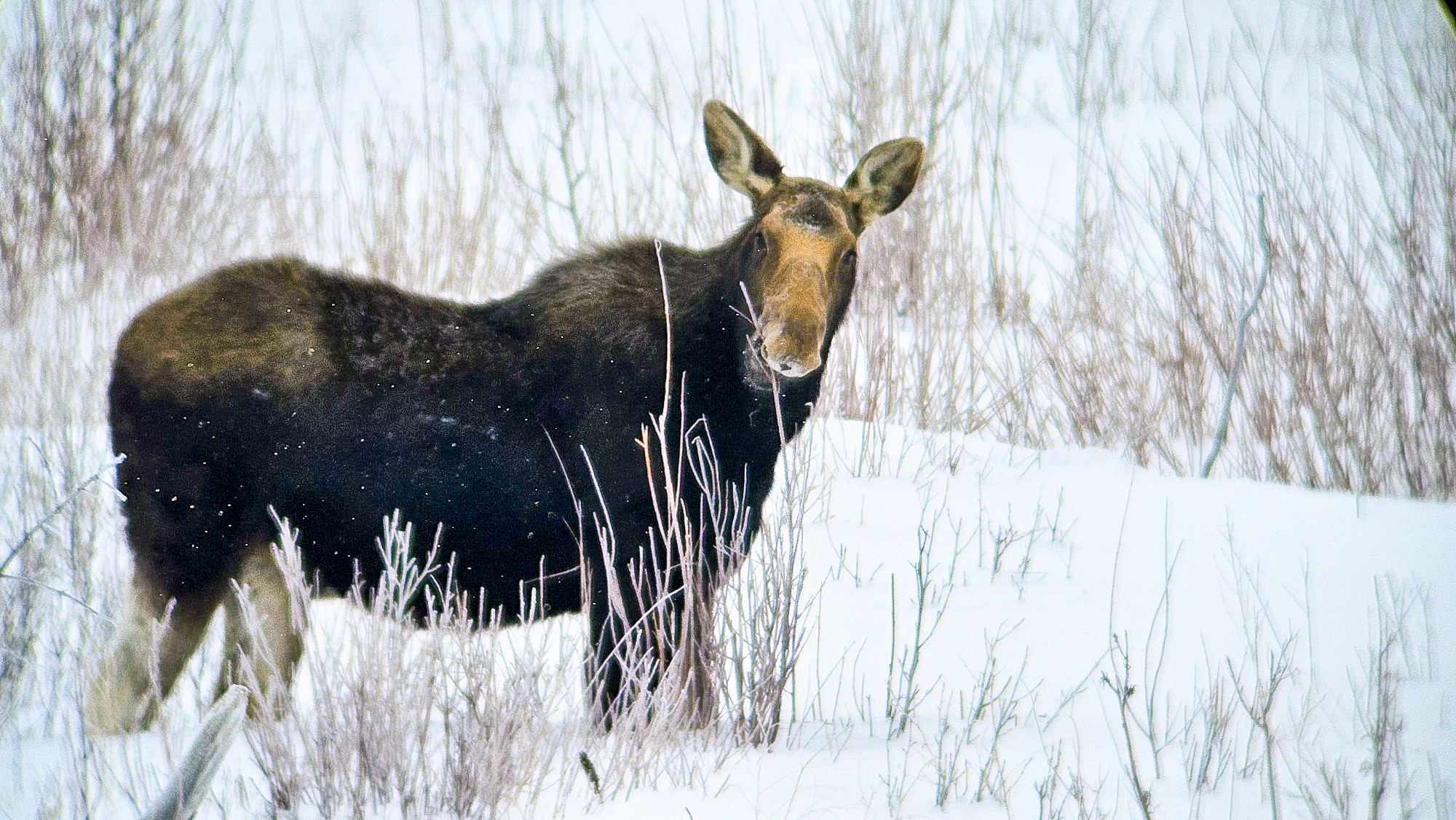 Best places to see wildlife