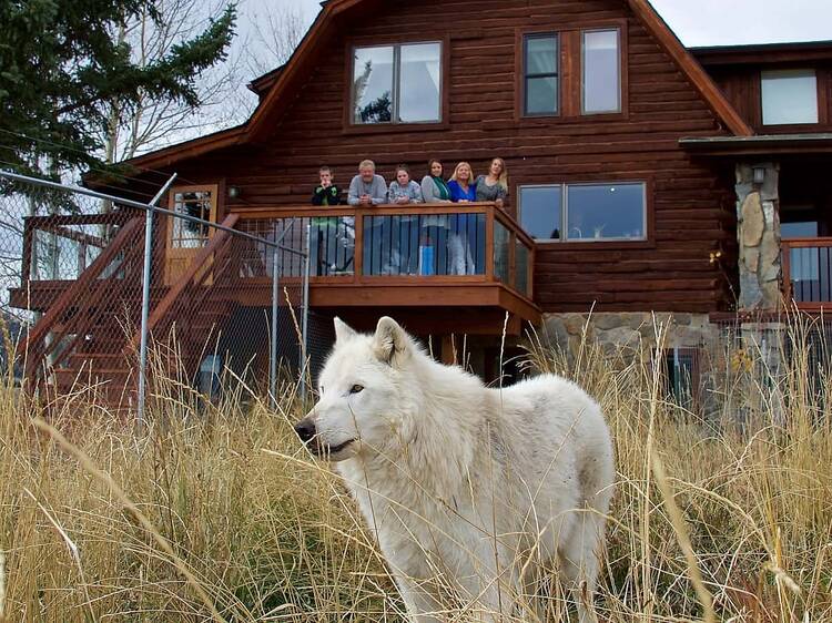 Howlers Inn B&B and Wolf Sanctuary | Montana