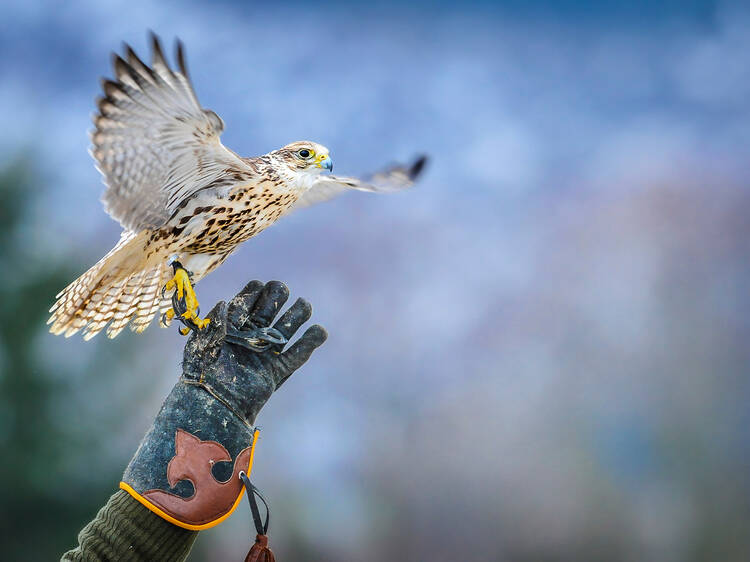 Falconry Experiences Woodstock Inn and Resort | Vermont