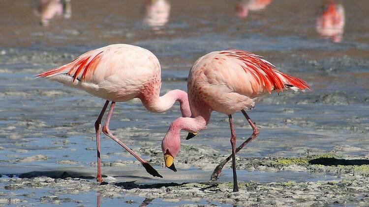 Caminhando com flamingos