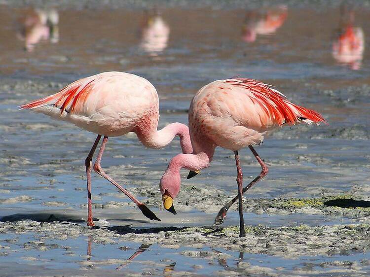 Caminhando com flamingos