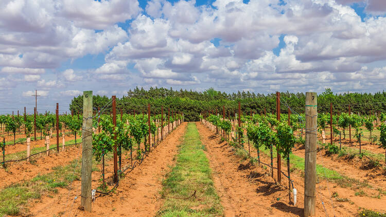 Texas High Plains Wine and Vine Trail | Texas