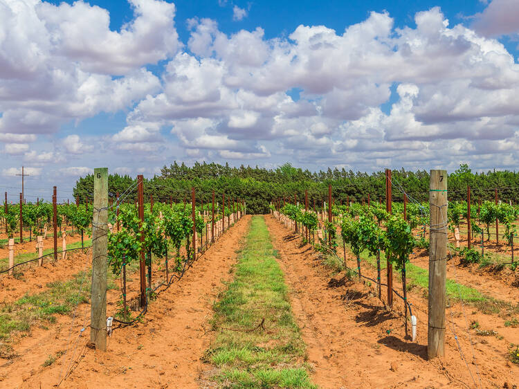Texas High Plains Wine and Vine Trail | Texas