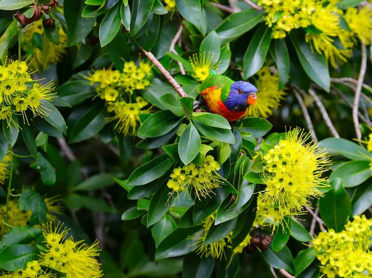 There's been a big bird census – rainbow lorikeets rule the sky in NSW