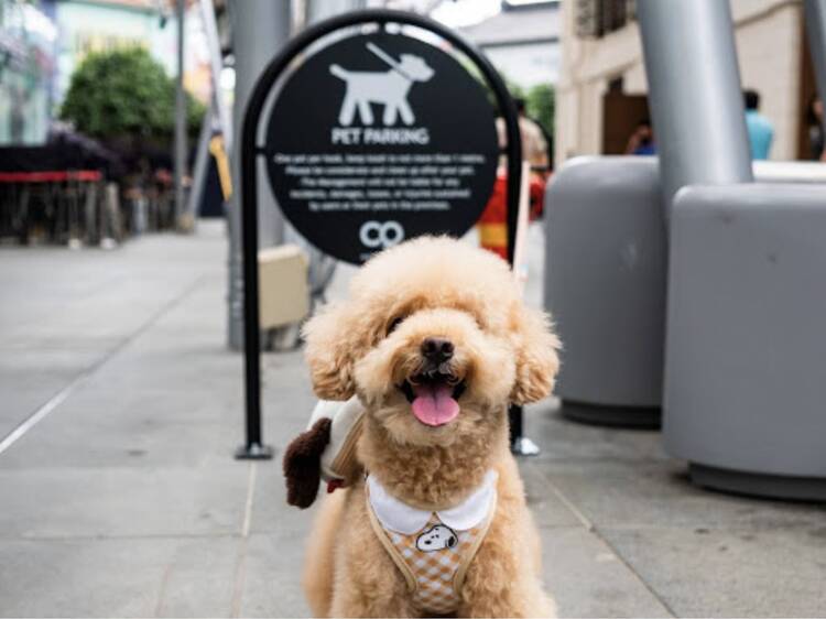 Pet-friendly amenities and events