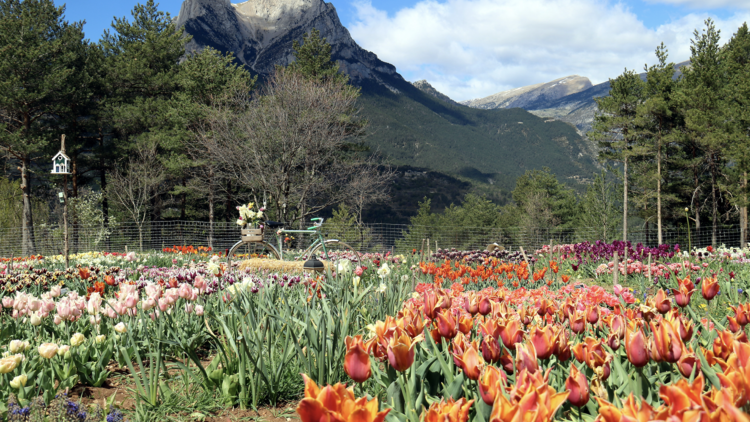 Camp de tulipes Saldes