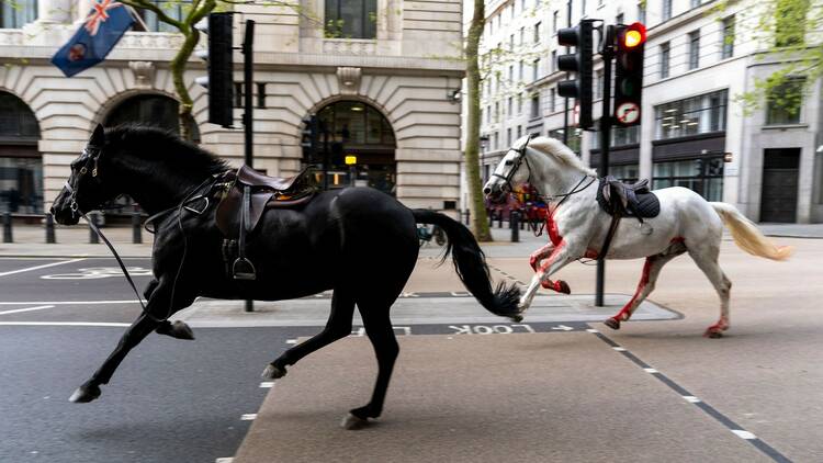 Cavalary horses on the loose in London, April 24 2024