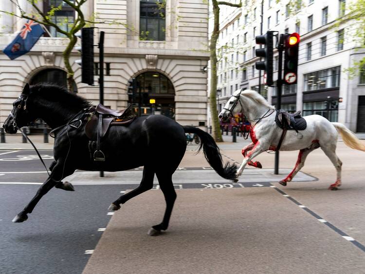 Blood-covered cavalry horses are on the loose in central London