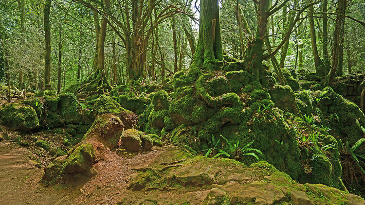 Puzzlewood, Forest of Dean