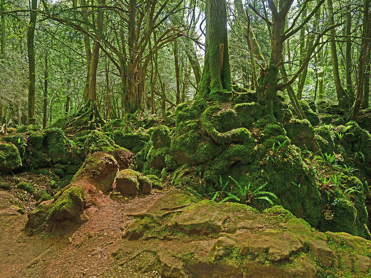 Puzzlewood, Forest of Dean