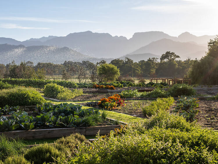 Boschendal unwraps new Werf Food Garden