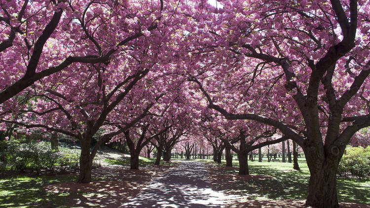 Cherry blossoms at Brooklyn Botanic Garden.