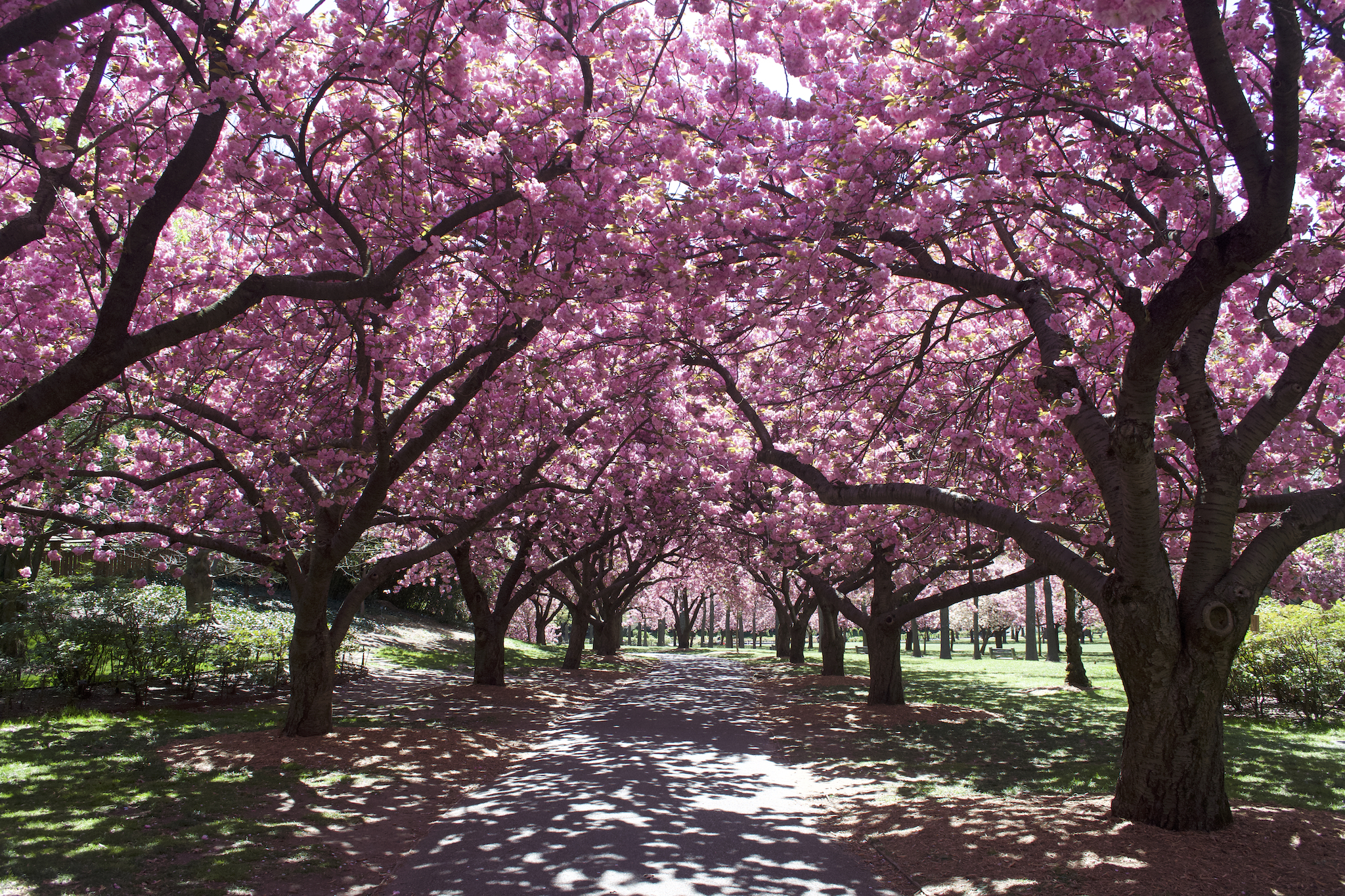 Get to Brooklyn Botanic Garden right now to see cherry blossoms at their peak