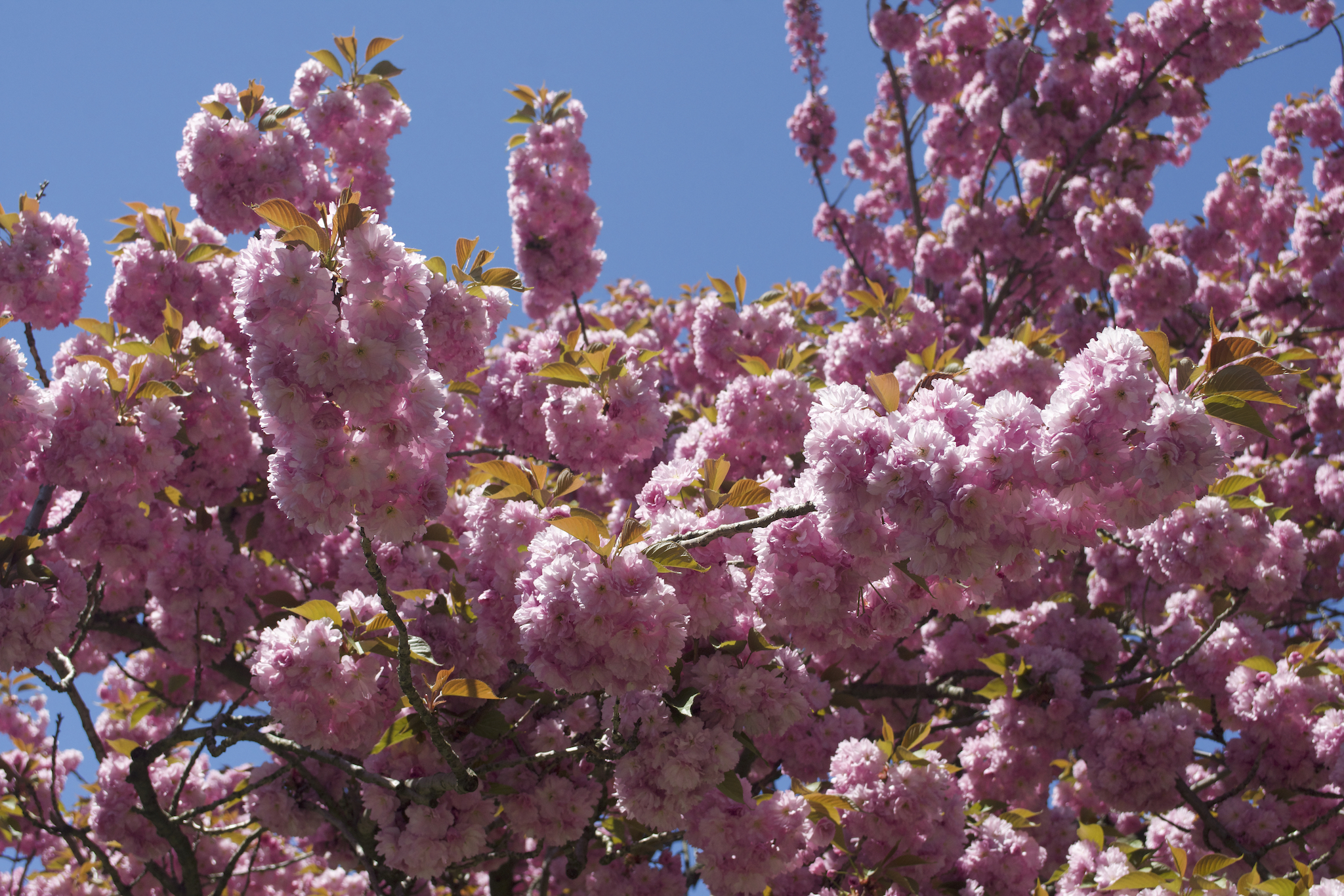 Close-up of cherry blossoms. 