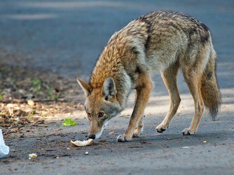 What to do if you see a coyote in NYC