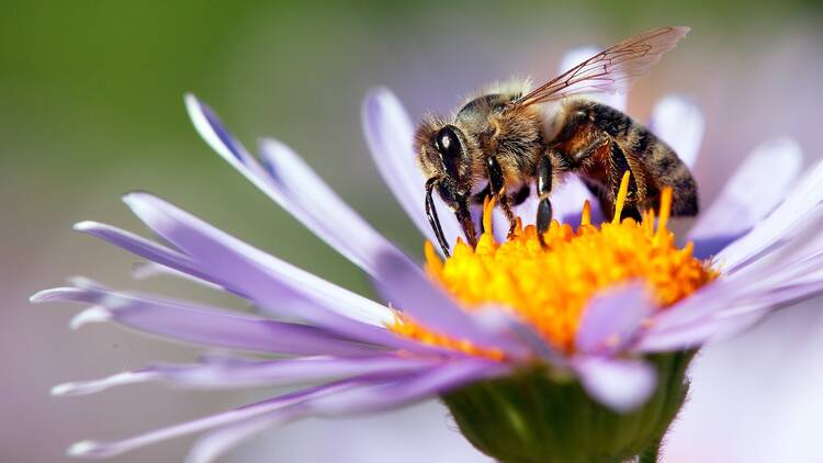 bee on a flower