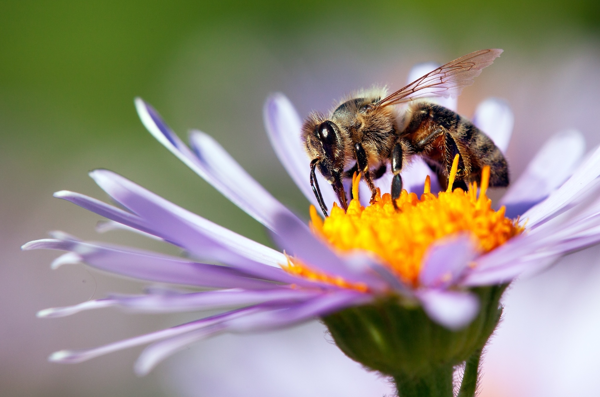 This is not a drill: bee hotels are coming to NYC