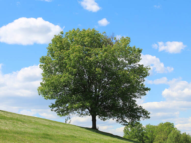 This majestic English tree species is making a comeback