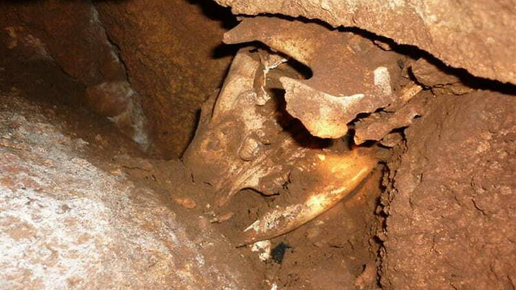 The kangaroo skull buried in the dirt in the cave.