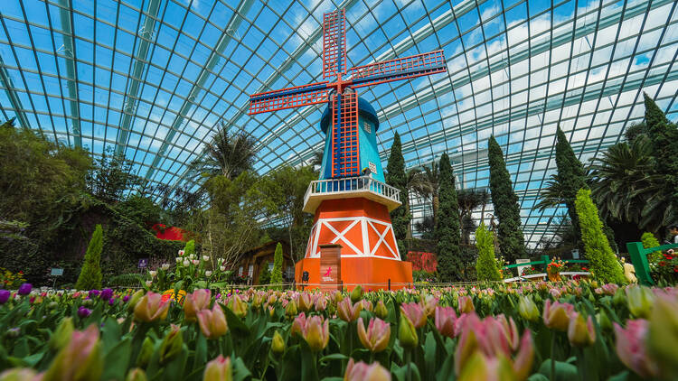 Tulipmania 2024 display featuring a traditional Dutch windmill