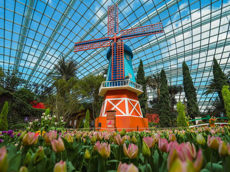 Admire over 10,000 colourful tulips at the 10th edition of Tulipmania
