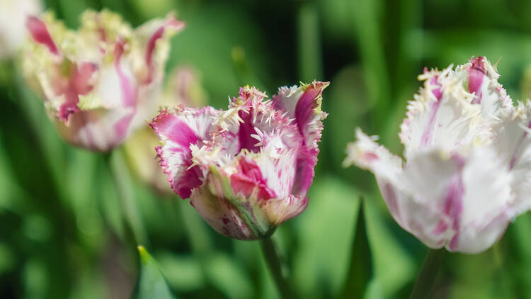 Close up of Tulipa Purple Circus, a white tulip with frayed ends and purple spots